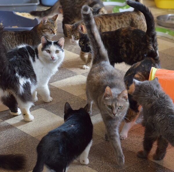 И снова идут