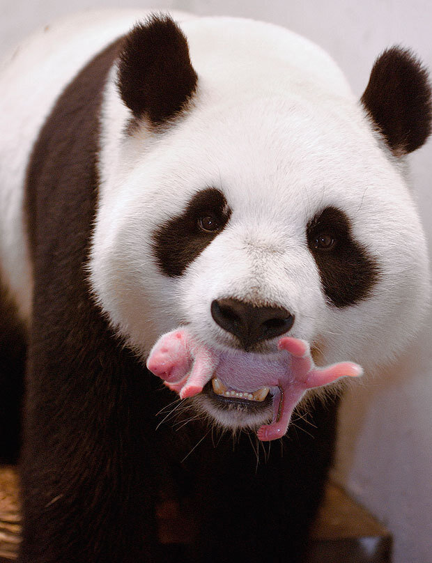 Яндекс.картинки