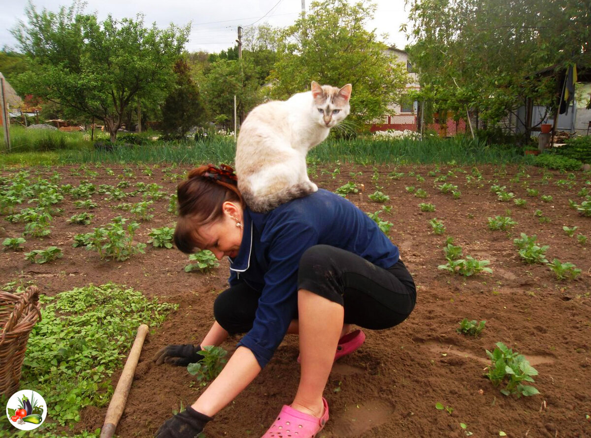 Живу на даче. Кот на грядке. Коты на даче. Коты на огороде. Коты на даче смешные.