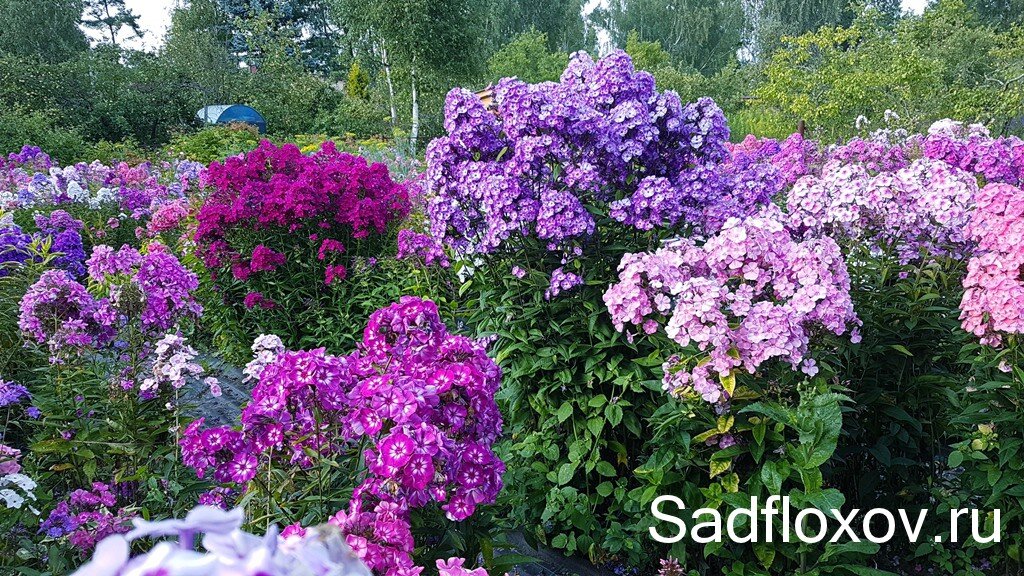 Фото моего сада флоксов