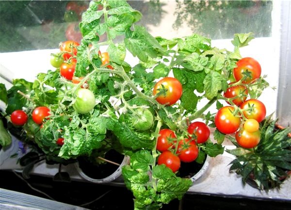 Какие овощи можно вырастить на подоконнике зимой и получить неплохой урожай?