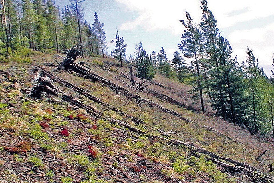 Остатки деревьев можно увидеть и спустя столетие.
