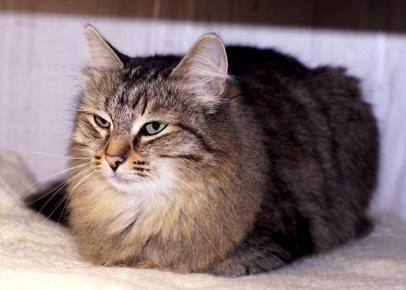 Ждет своего хозяина