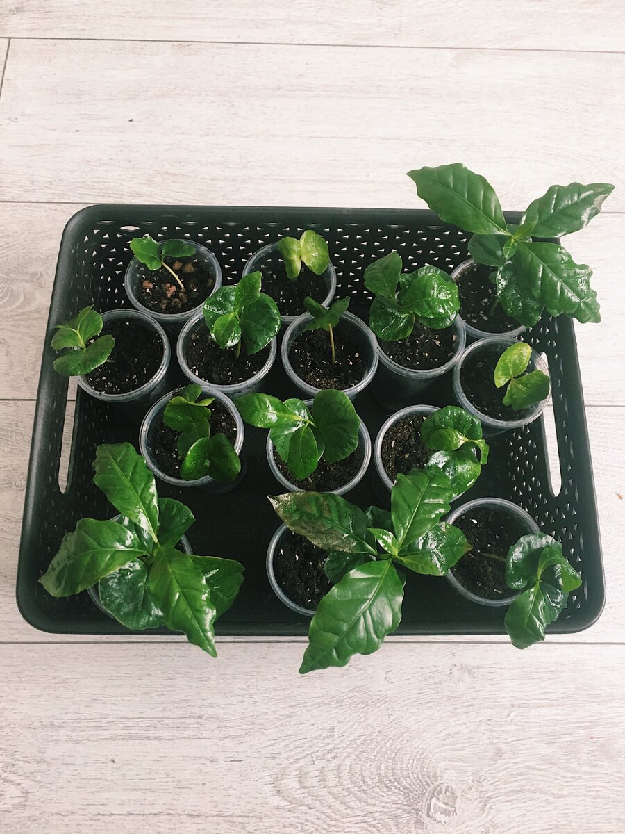 А это уже рассаженные ростки.