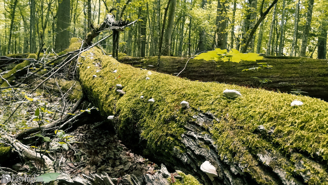 Пихта белая беловежская пуща. Брест беловежская пуща. Беловежская пуща заповедник. Царь-дуб беларусь беловежская пуща. Беловежская пуща.