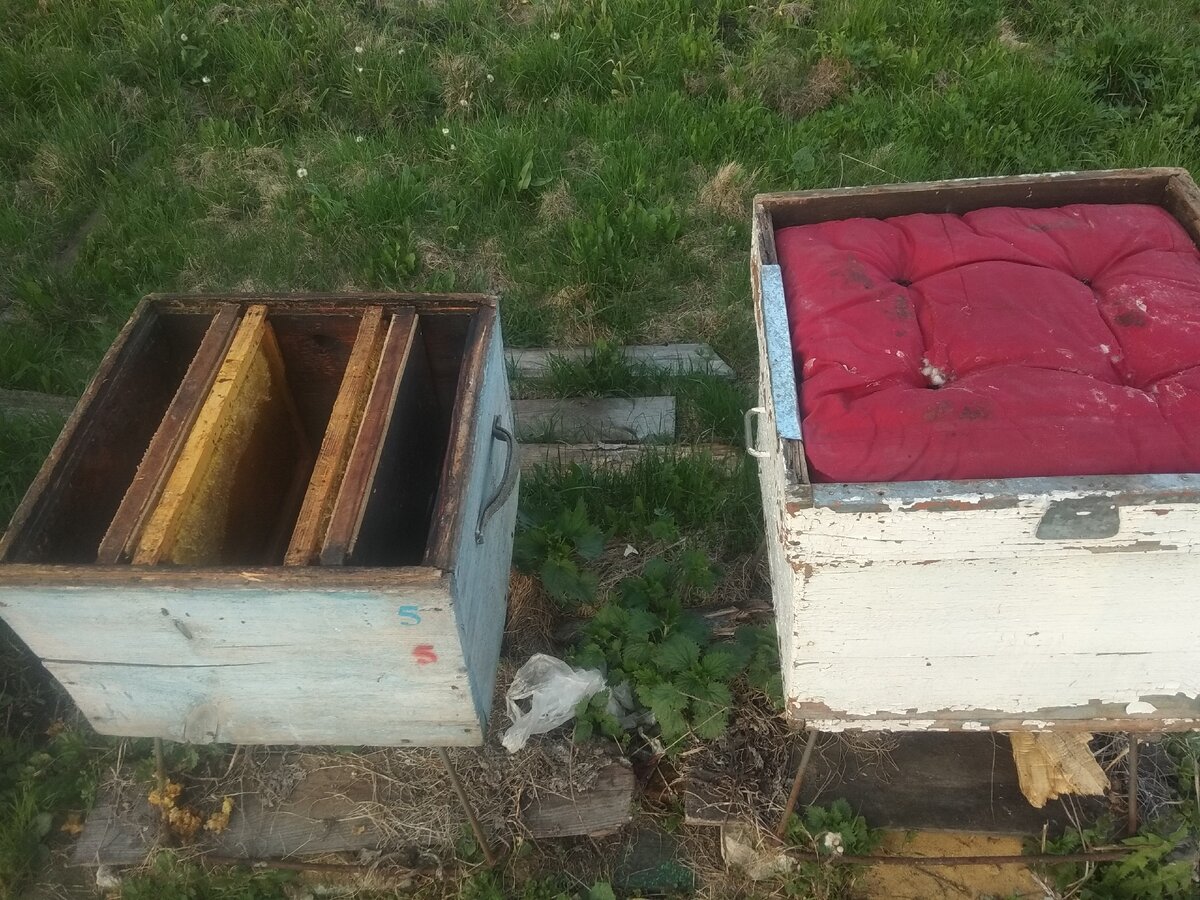 Как устроен пчелиный улей и как живут в нем пчелы - gkhyarovoe.ru