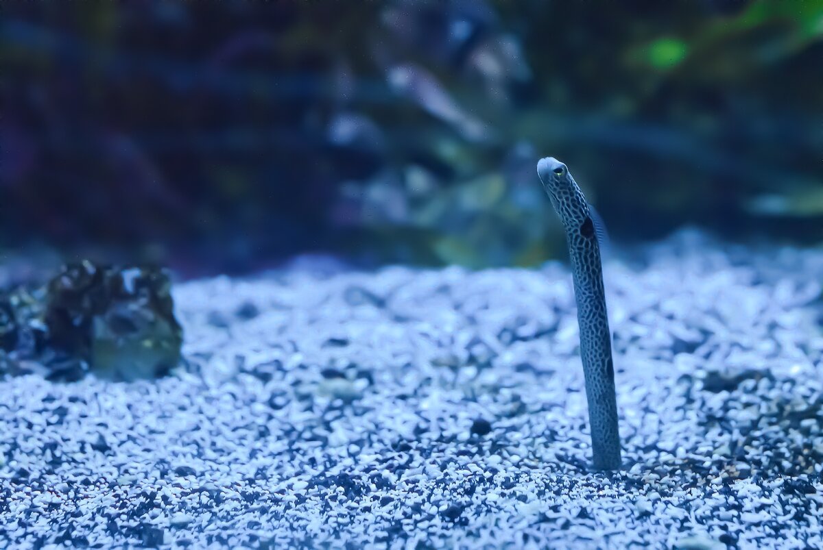 Гетероконгер, он же пятнистый леопардовый угорь