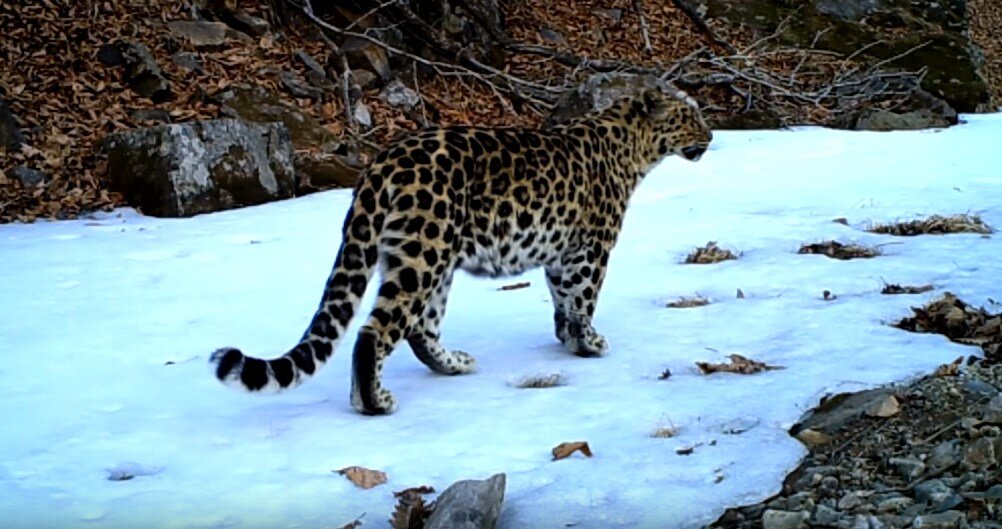 Кадр с https://www.youtube.com/watch?v=ZbrosompXzE