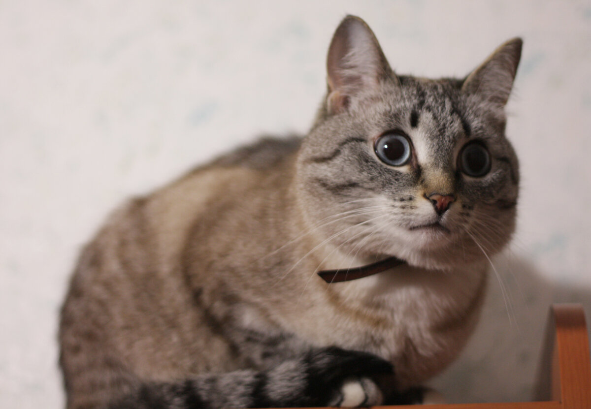 Ефросиния Петровна пристально наблюдает за Марьей Ивановной