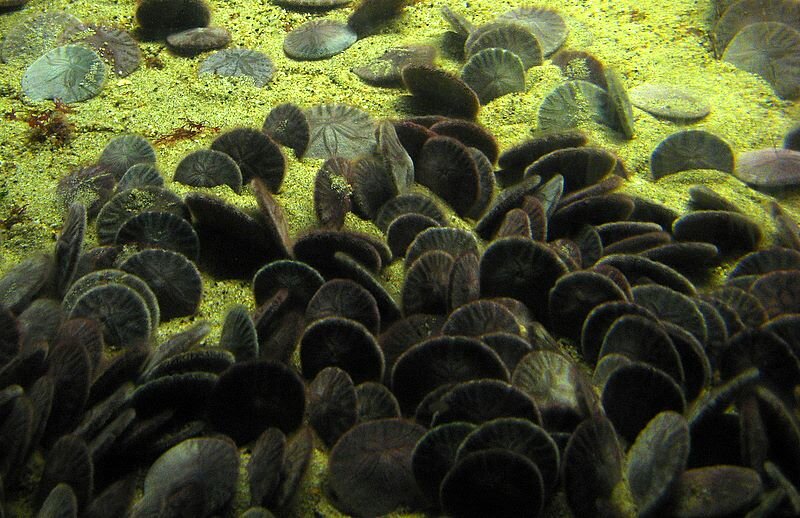 Плоский морской ёж