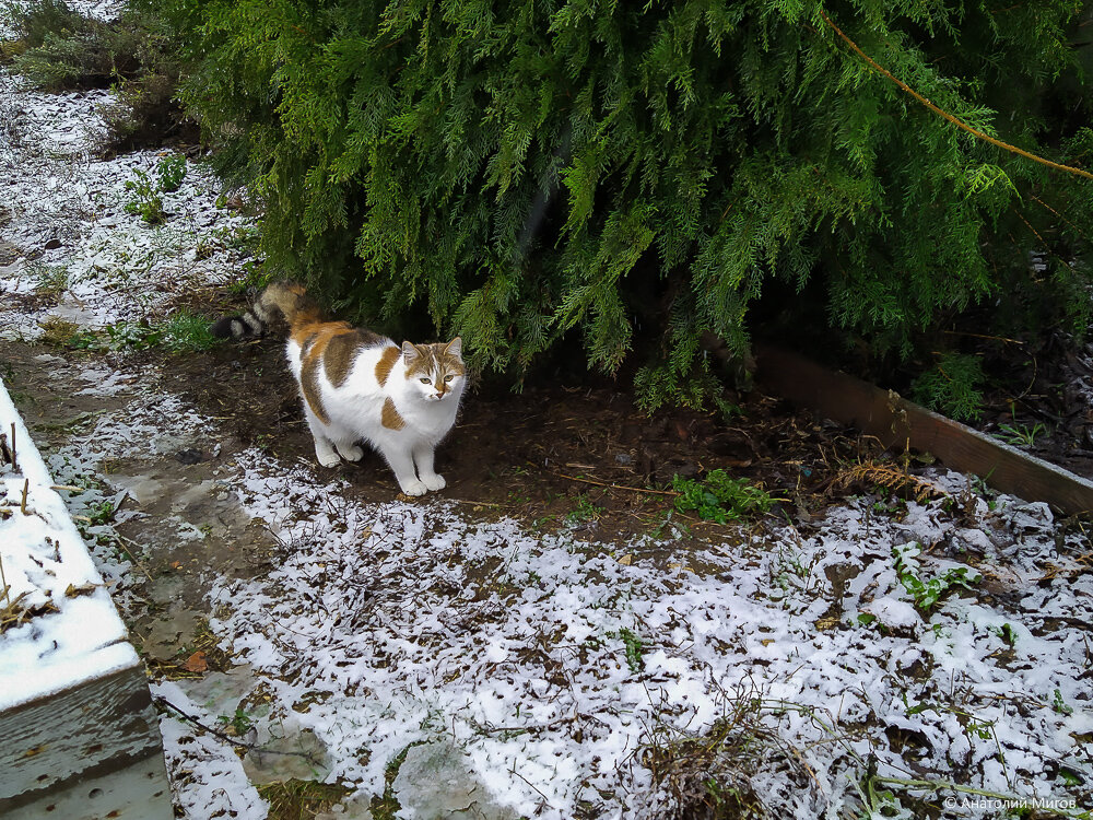 Кошки и первый снег