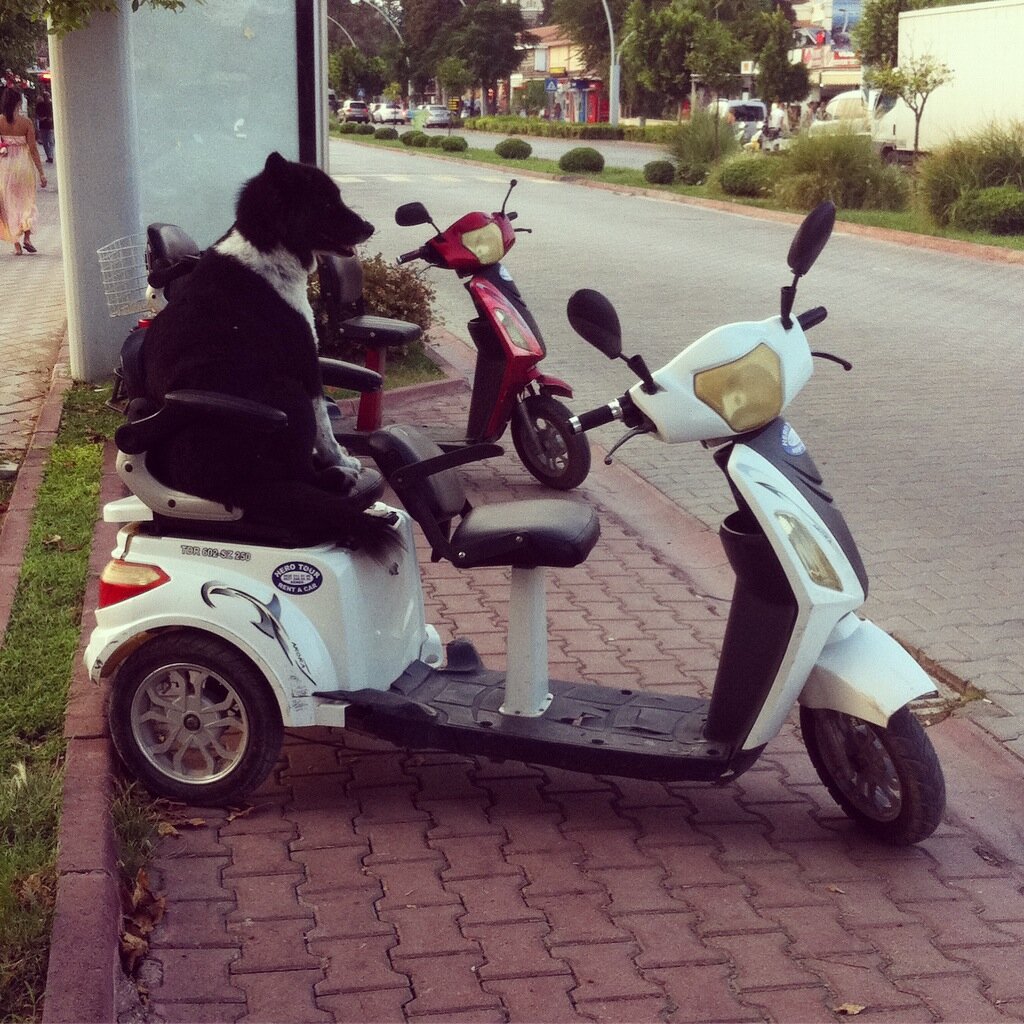 Даже собака отдыхает, а ты нет...