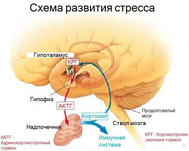 Фото с сервиса Яндекс картинки