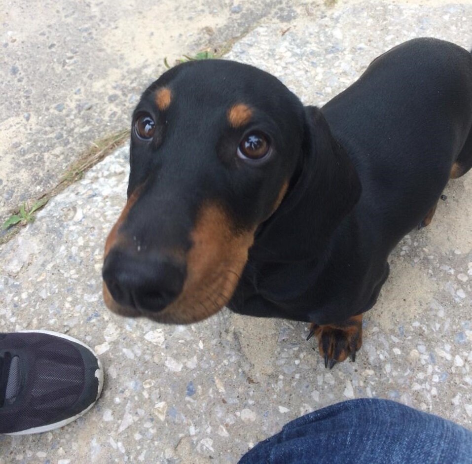 Подкинутый щенок 