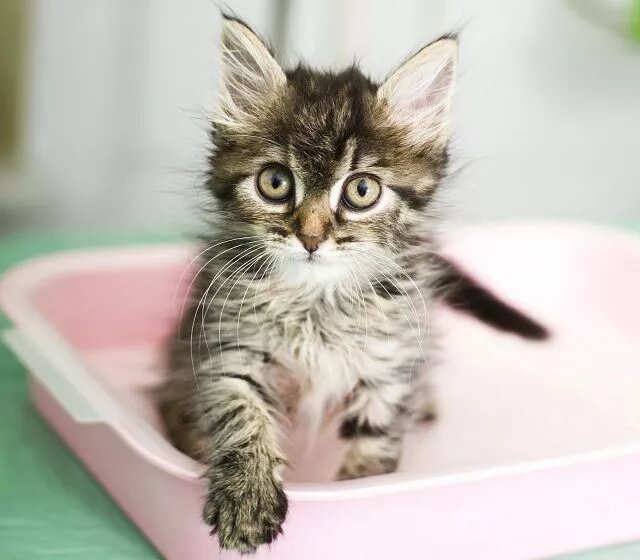 Как приучить кошку к туалету? | Интернет-зоомагазин 24PET.ru | Дзен