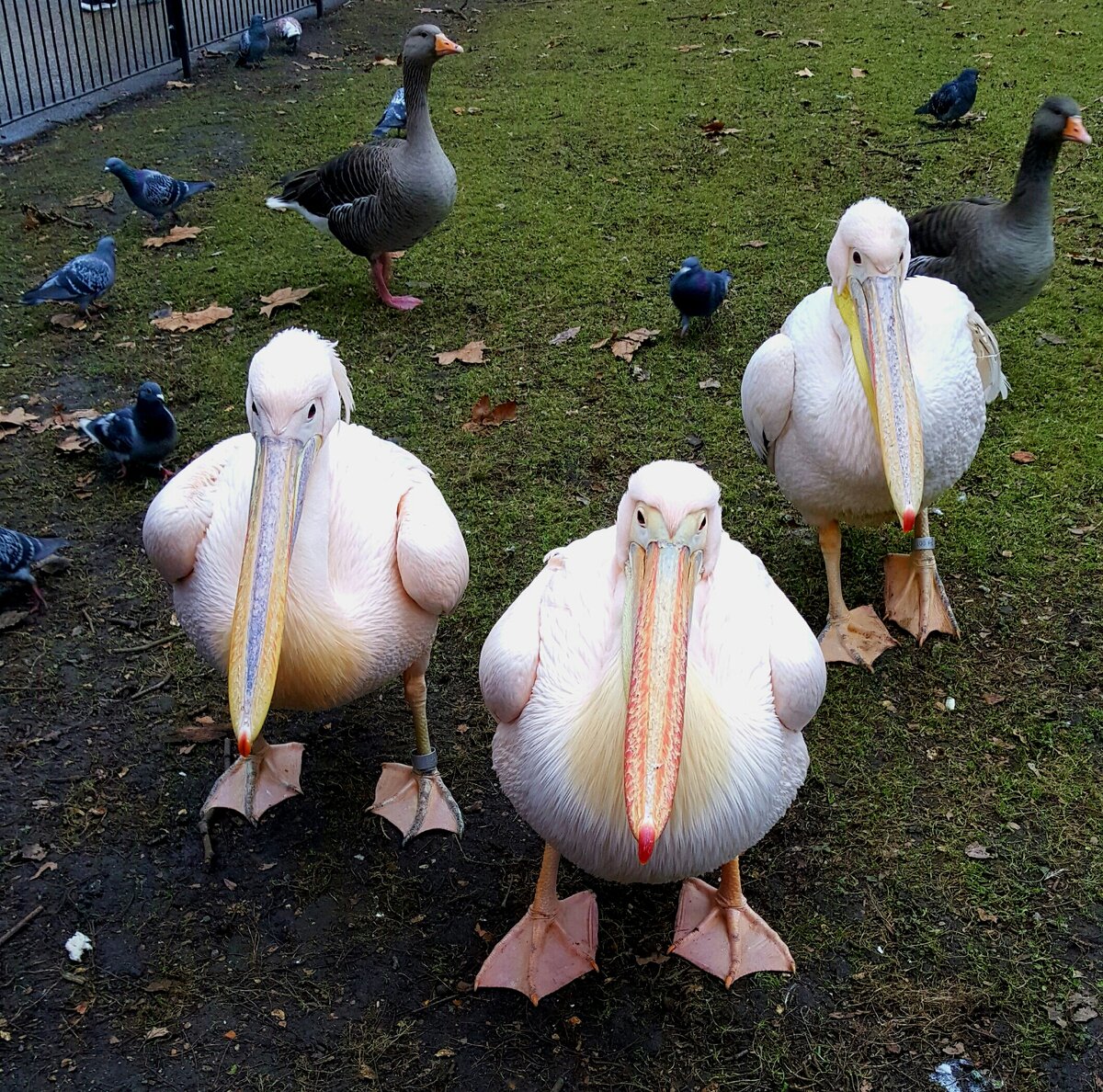 Лондон блогер Лидия. Приглашаю вас в St.James's park