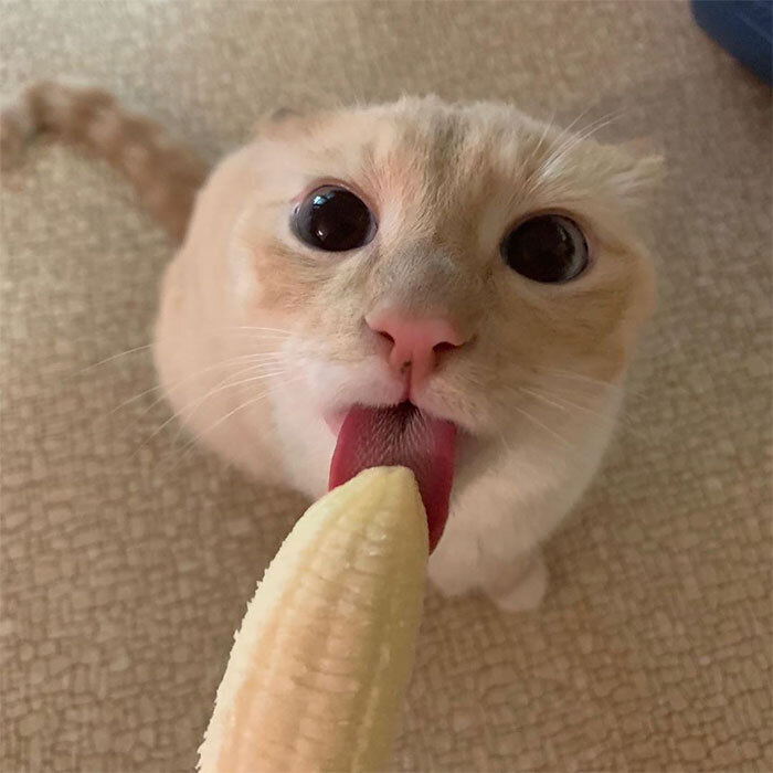 Изображение предоставлено: Cat Named Bean