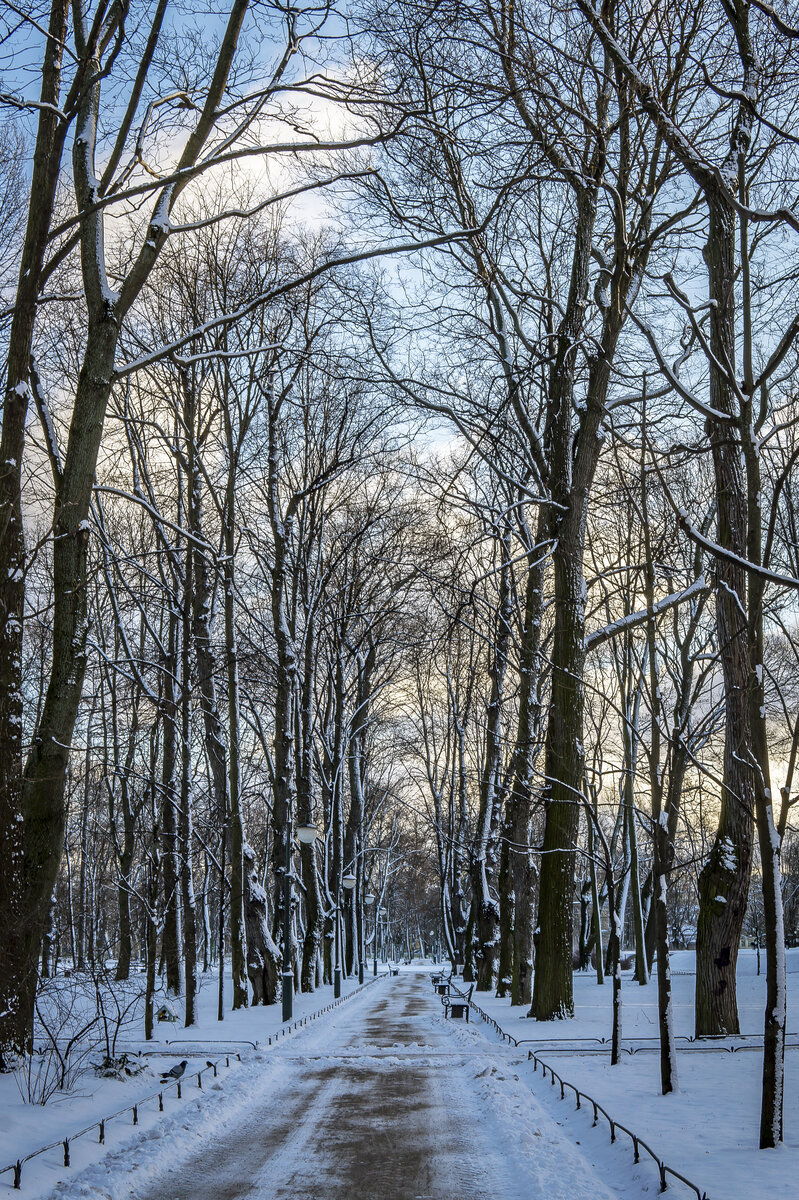 Михайловский сад сегодня. Февраль 2020.