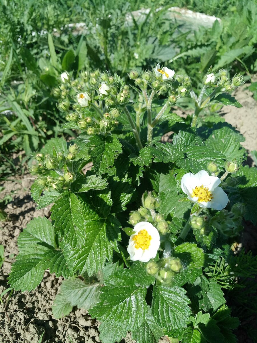 Бутончики готовы к раскрытию