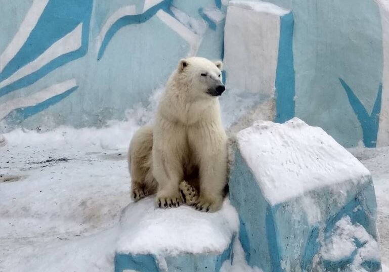 Белые медведи - звезды первой величины в Новосибирском зоопарке 