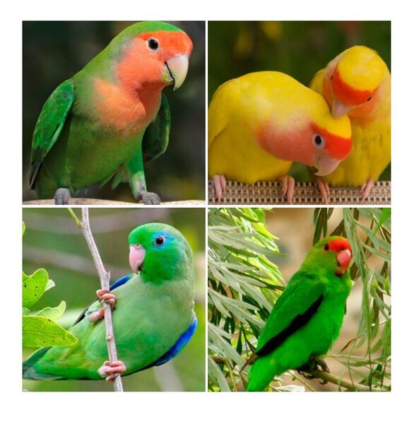 (Коллажи составлены из фотографий с yandex картинки.)