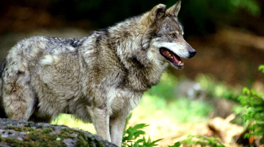Серый волк...