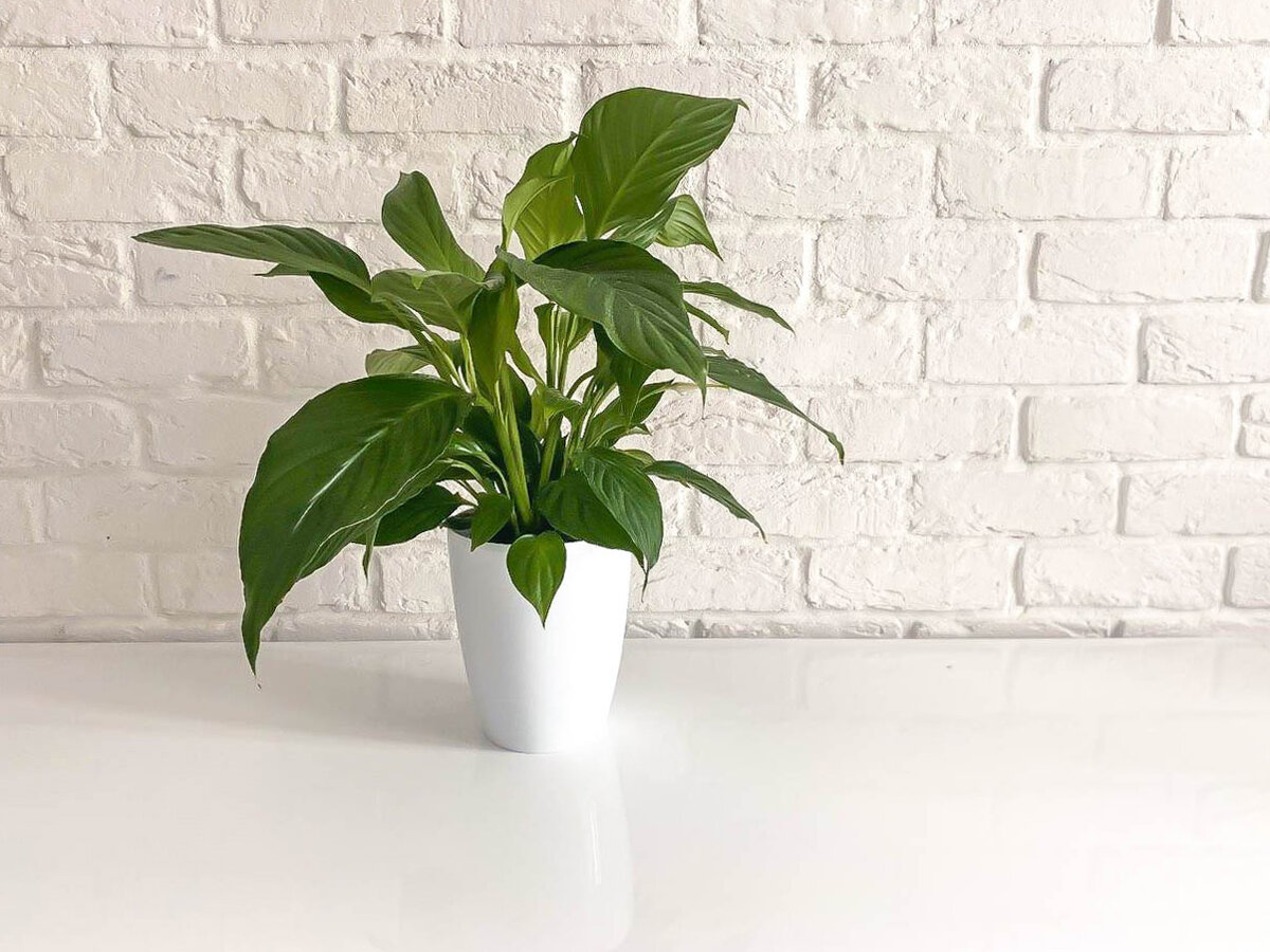 Иду мимо цветка, взяла распылитель и быстренько прошлась, цветочек меня радует своими яркими листиками.