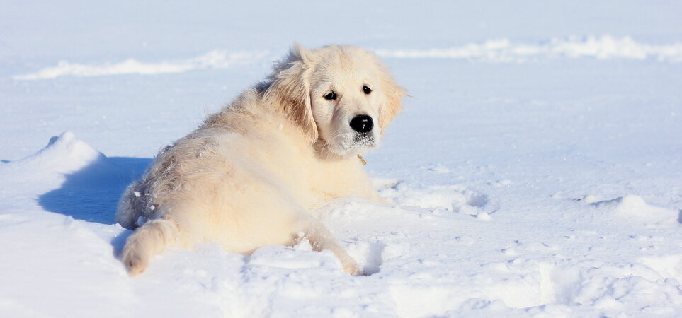 Щенок золотистого ртеривера Эмили