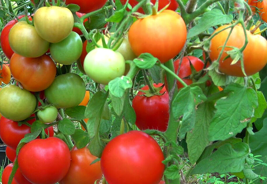 Томат Лель. Как обламывать помидоры для увеличения урожая. Помидоры Лель описание сорта. Томат Лель фото. Лирике f1