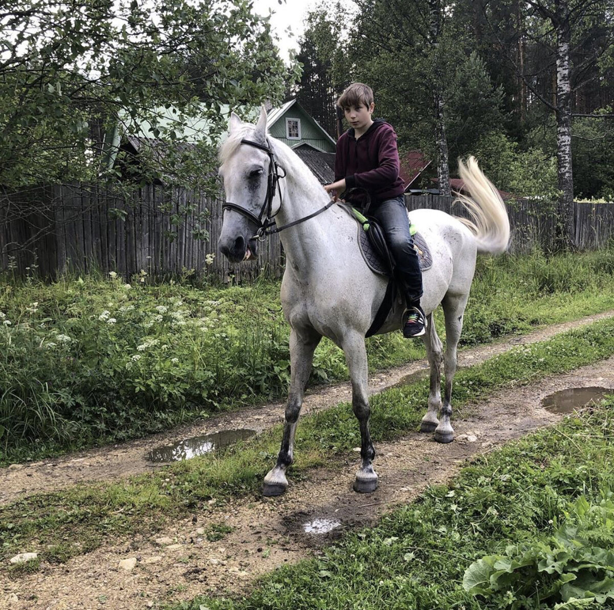 Акация