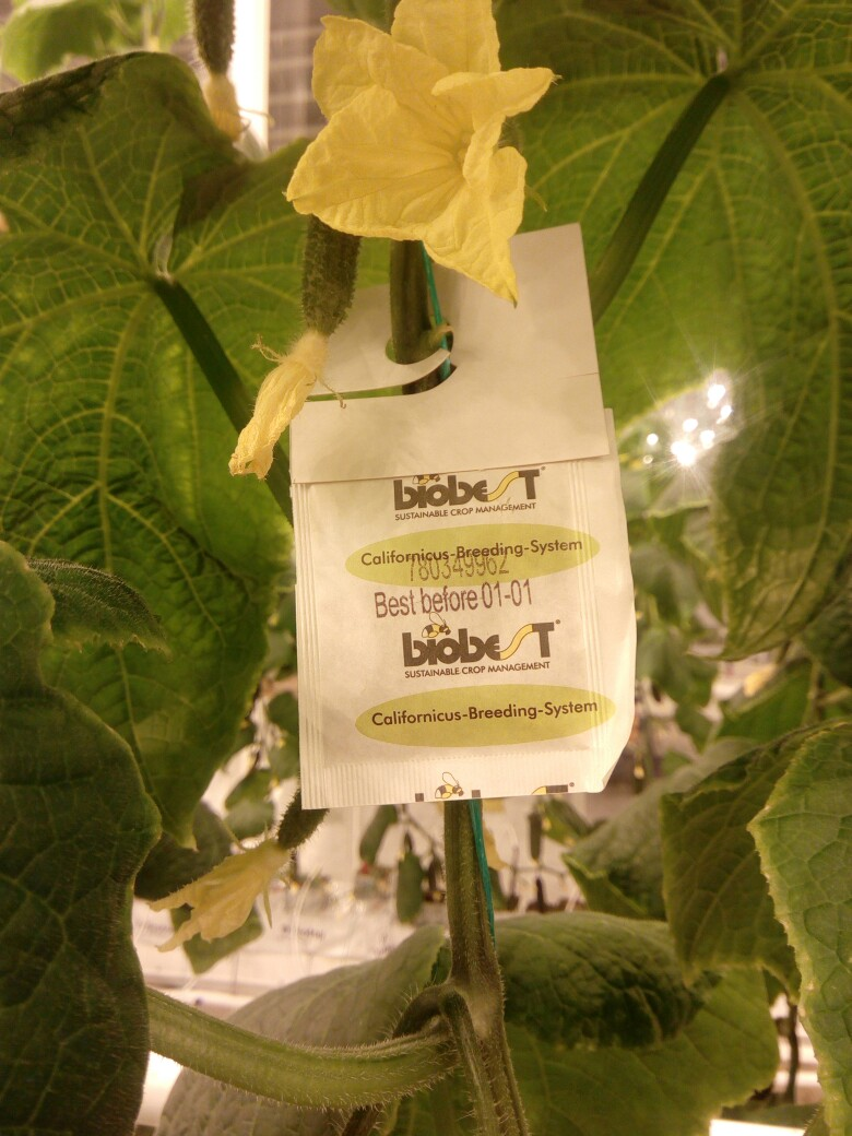 Amblyseius californicus от biobest