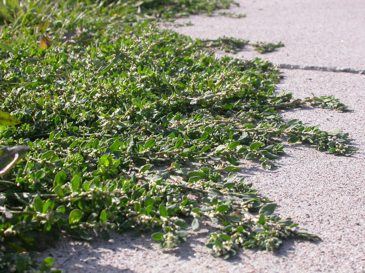 Горец птичий (polygonum aviculare)