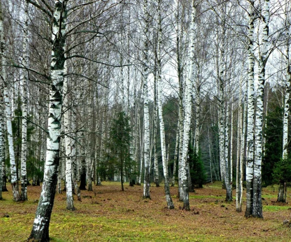Фото из открытых источников.