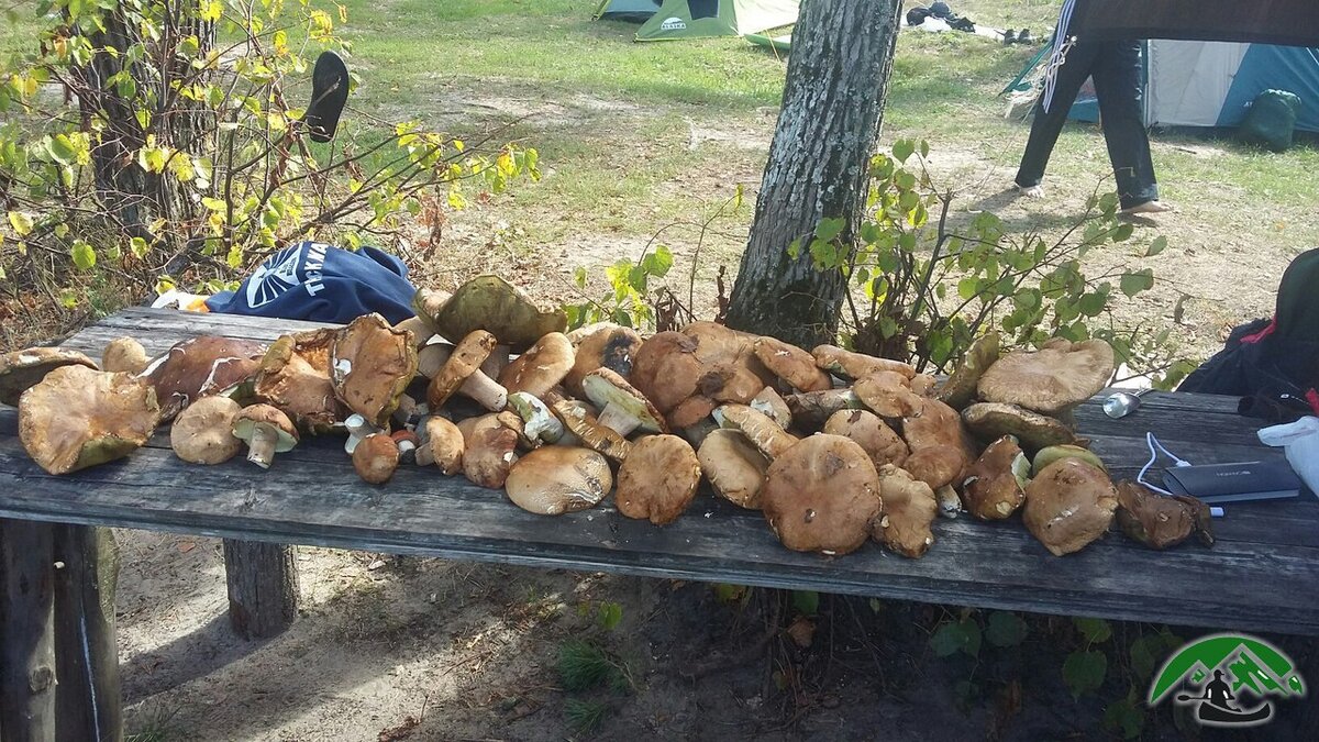 Те самые грибы. Фото автора 