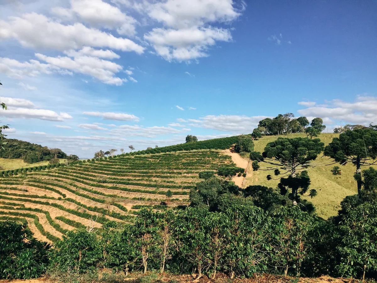 Из-за повышения температуры кофейное производство в Бразилии под угрозой 