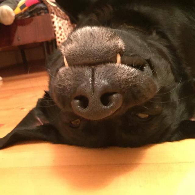 Собаки тоже не высыпаются. 