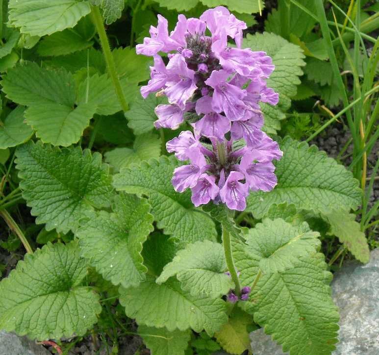 Растение буквица фото и описание. Буквица Бетоника Betonica officinalis. Растение буквица крупноцветковая. Чистец буквица. Буквица (Betonica grandiflora).