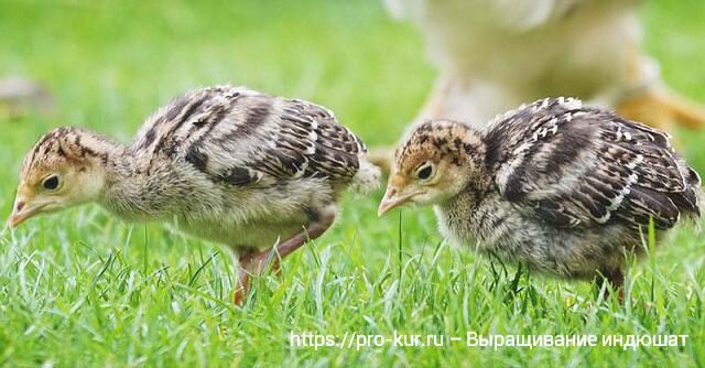 Уход за индюшками: выращивание птенцов в домашних условиях