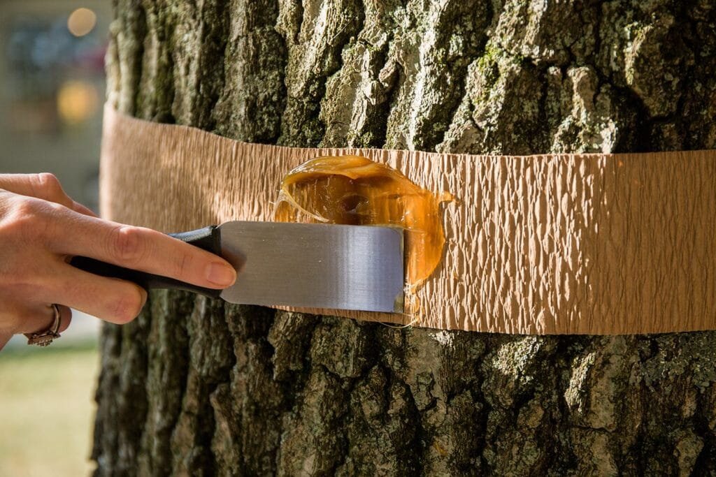 5 способов сделать защитный пояс для деревьев на участке