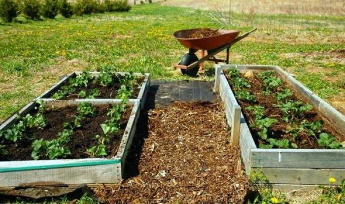 Удобрение клубники весной