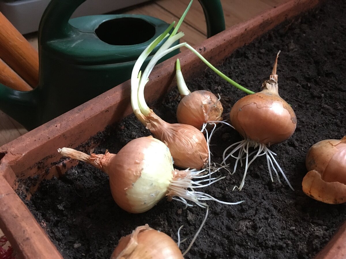 Как посадить лук на зелень дома (простой способ 2)