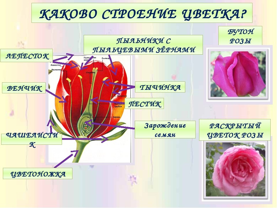 Какой механизм обеспечивает движение лепестков цветка. Строение розы. Строение цветка розы. Строение бутона розы.