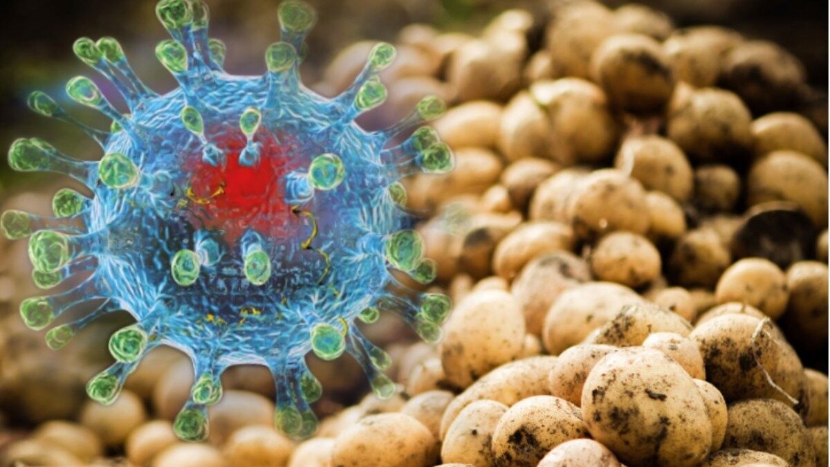 Фото:glavagronom.ru
Изображение носит иллюстративный характер