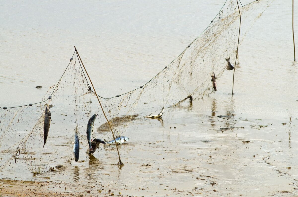 В каких случаях раньше на Севере можно было таскать рыбу из чужих сетей