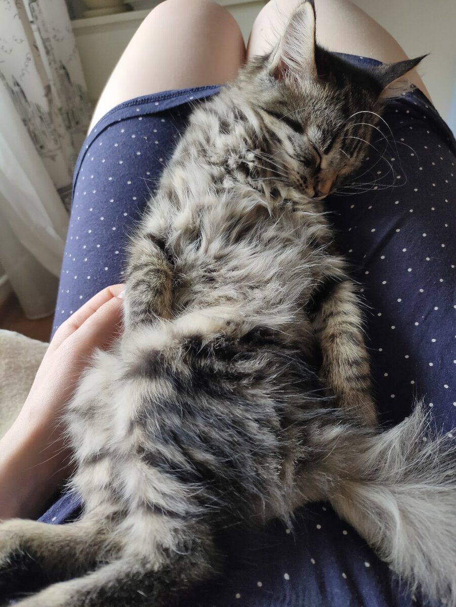 Спящая Тесла