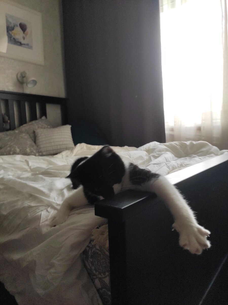 Мой милый котенок