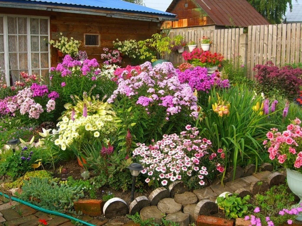 Купить многолетние цветы для дачи | Мой сад