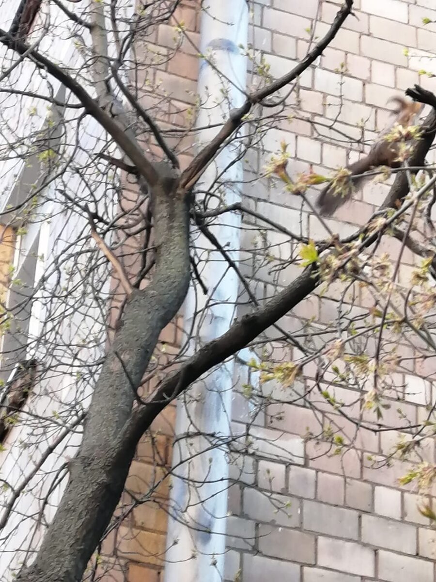Белка поняла,что дерево ее заметило