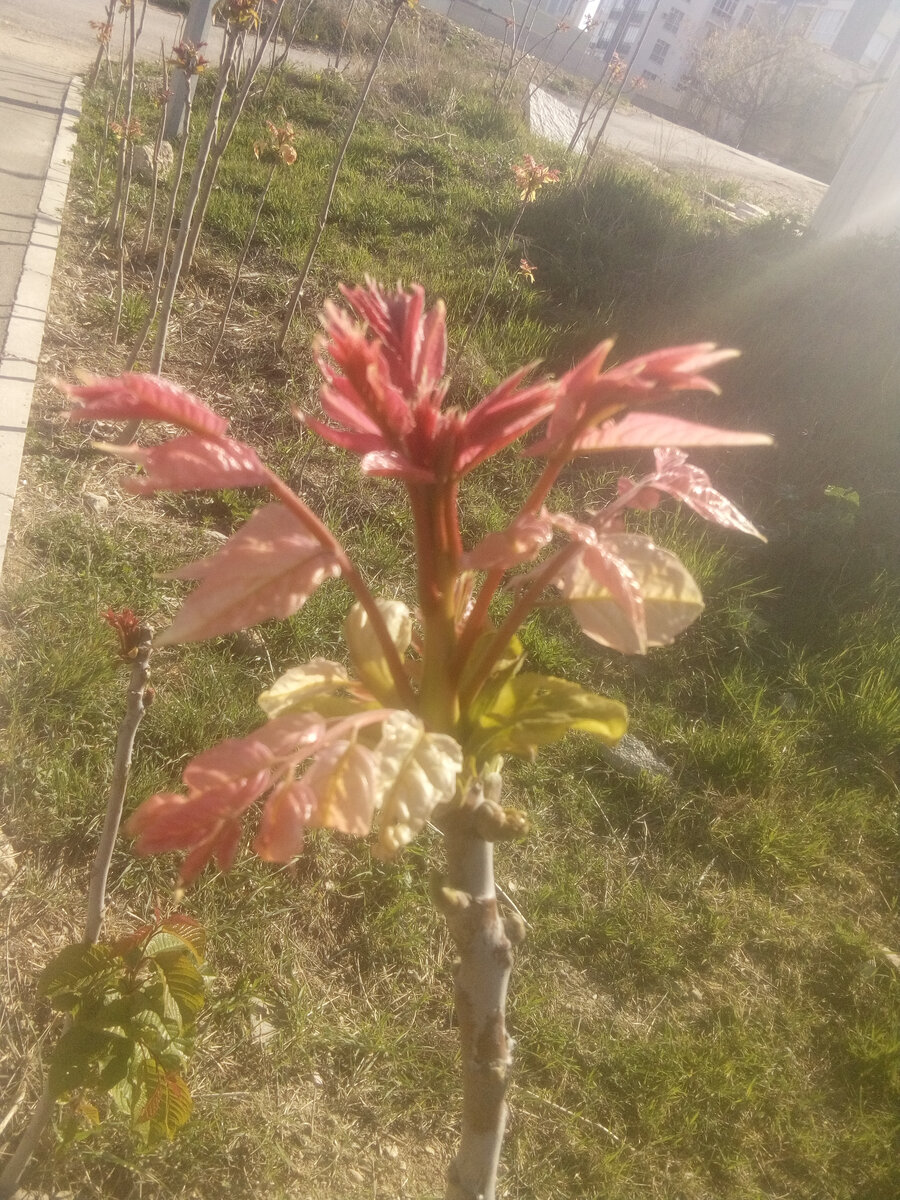 Растет дерево очень быстро! Весна, начало апреля 2020 фото автора