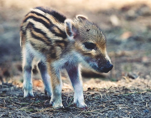 Милашка правда?